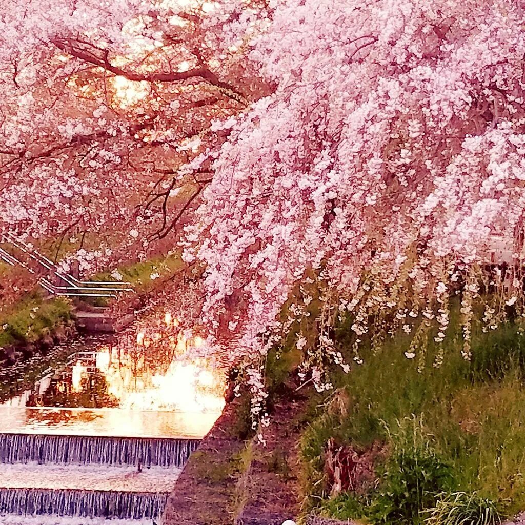 Черри блоссом водопад. Япония, водопад, Сакура. Киото цветение Сакуры. Сакура и водопад. Japanese blossom