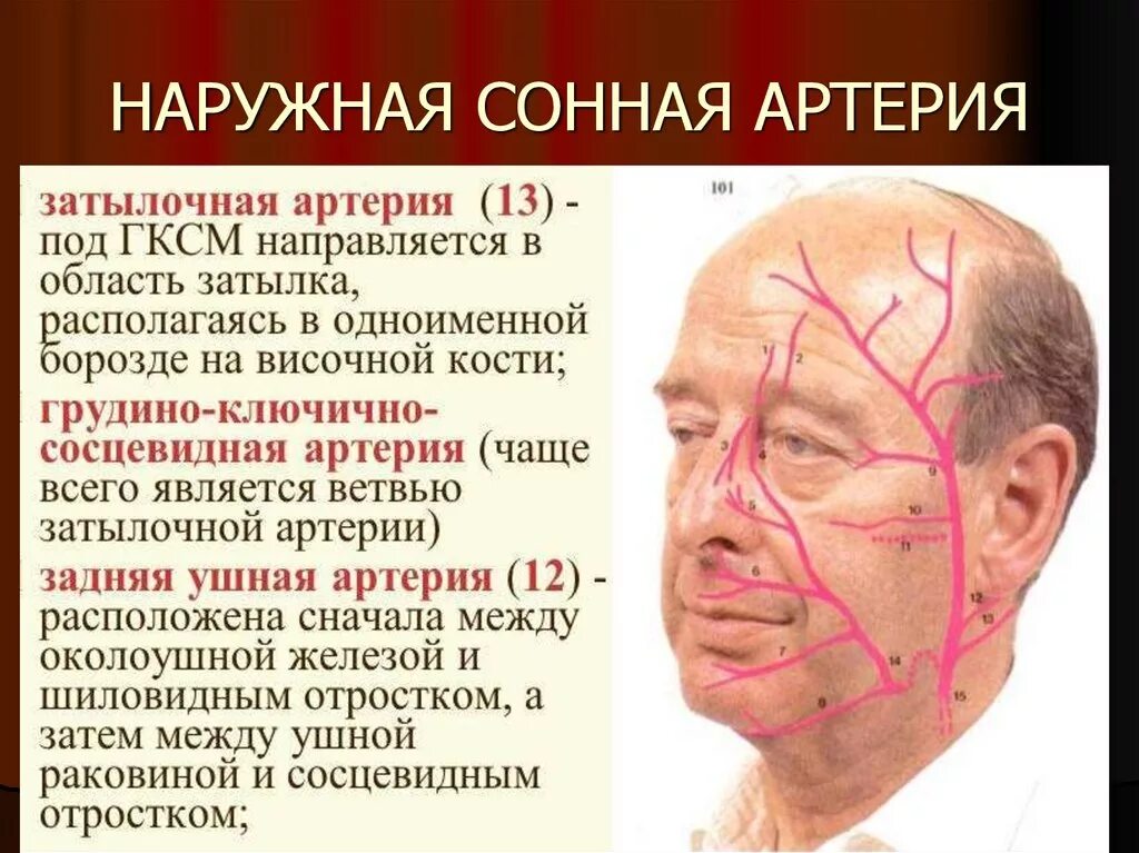 где находится сонная артерия у человека. устье внутренней сонной артерии анатомия. расположение сонной артерии на шее у человека. где сонная артерия у человека. атеросклероз сосудов сонных артерий.