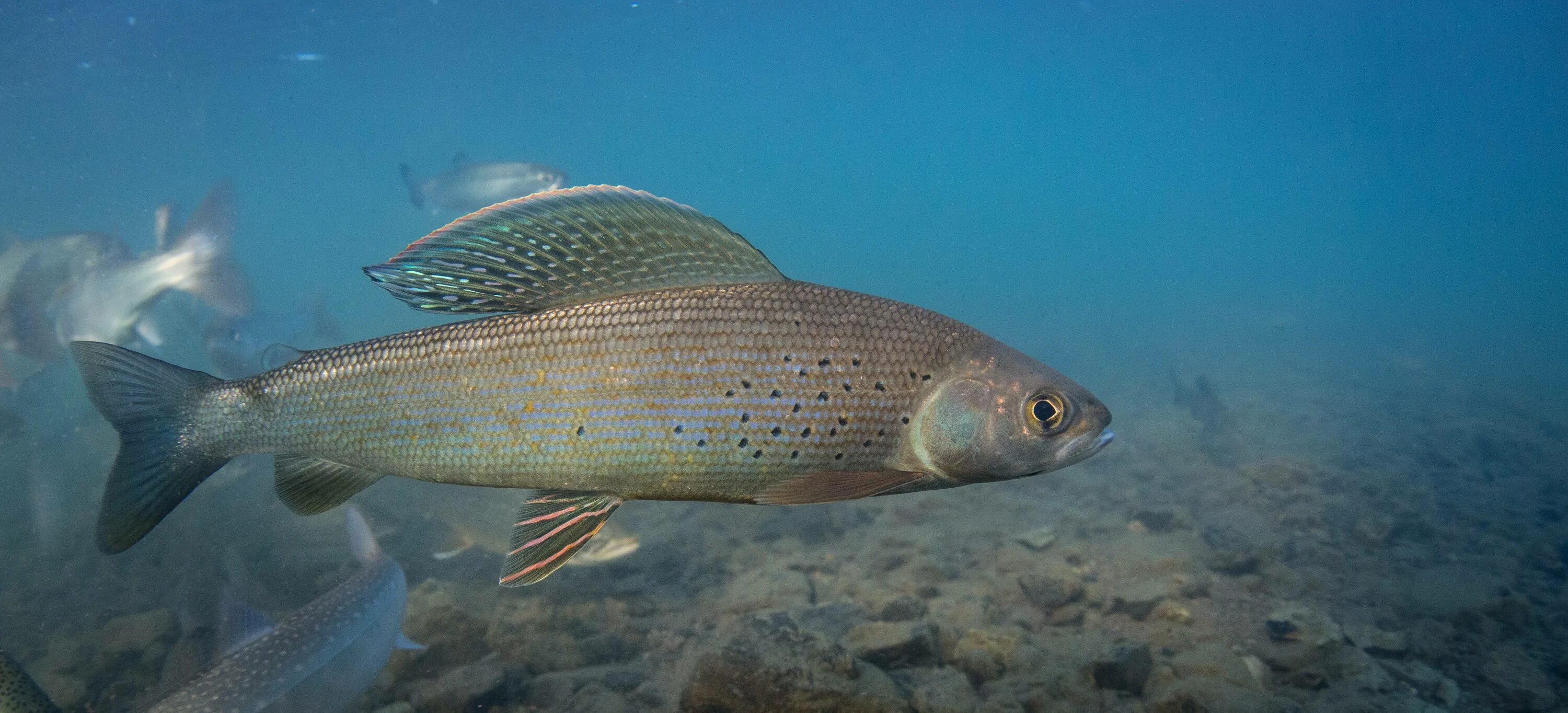 Описание рыбы хариус. Сибирский хариус - Thymallus arcticus. Сибирский Байкальский хариус. Сибирский хариус Thymallus arcticus Pallas, 1776. Белый Байкальский хариус.