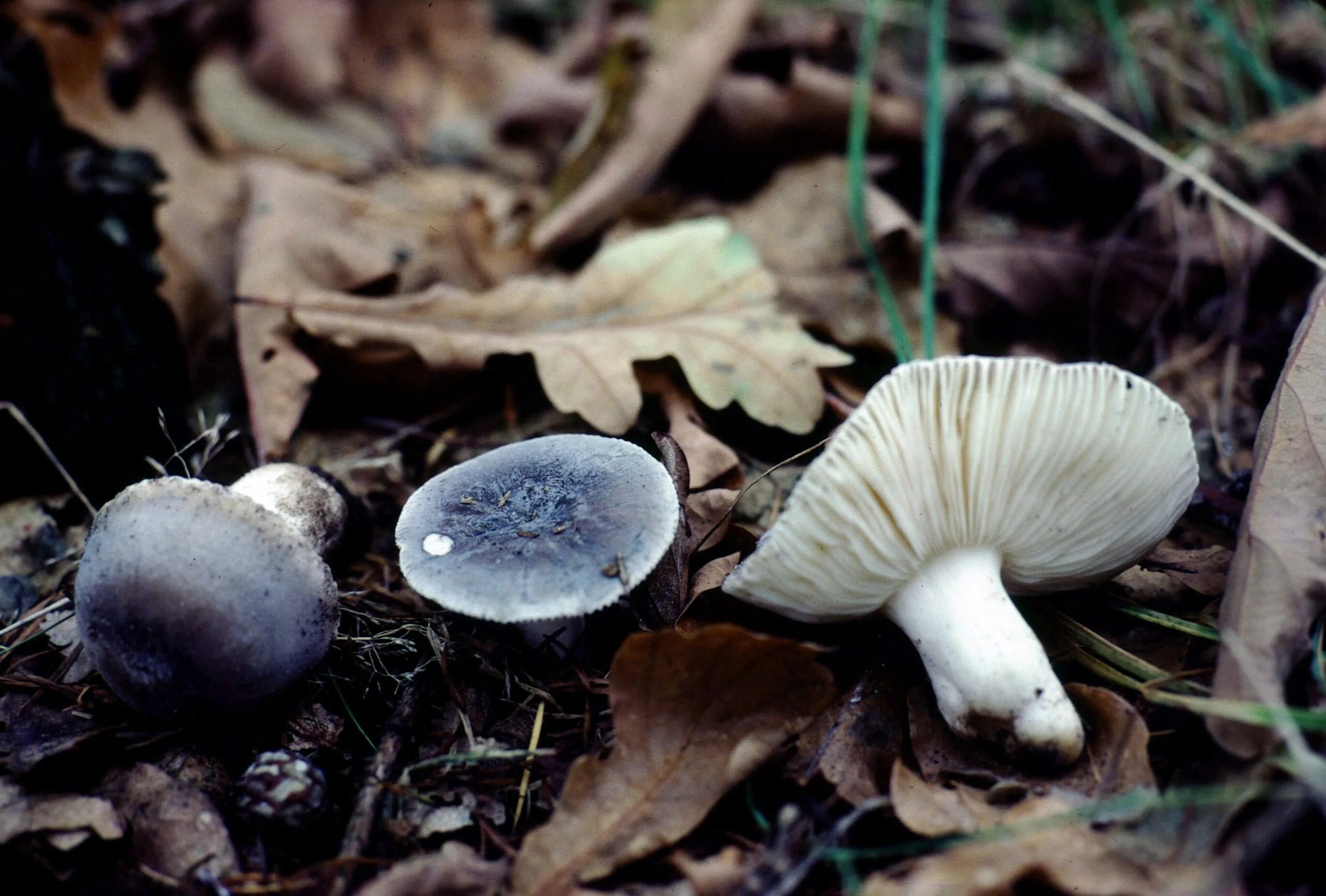 Сыроежка синяя (Russula azurea). Сыроежка пластинчатый гриб. Грибы рядовки сыроежки. Сыроежка бугорчато-Лазоревая. Пластинчатые сыроежка