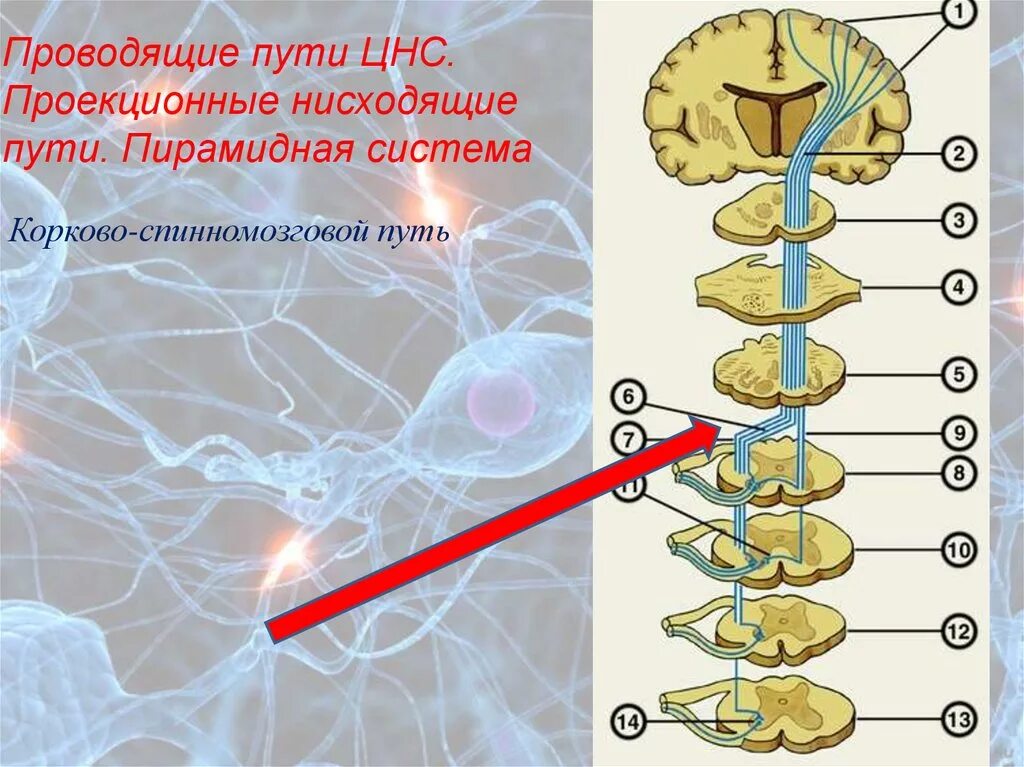 Нисходящий нервный путь. Афферентные проводящие пути ЦНС. Проекционные проводящие пути ЦНС. Пирамидный путь нервная система. Проводящие пути ЦНС анатомия.