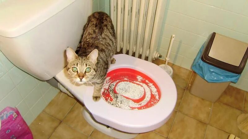 Туалет для кошек. Маленький кошачий унитаз. Кот на унитазе. Кот в туалете. Кот пописал не в лоток