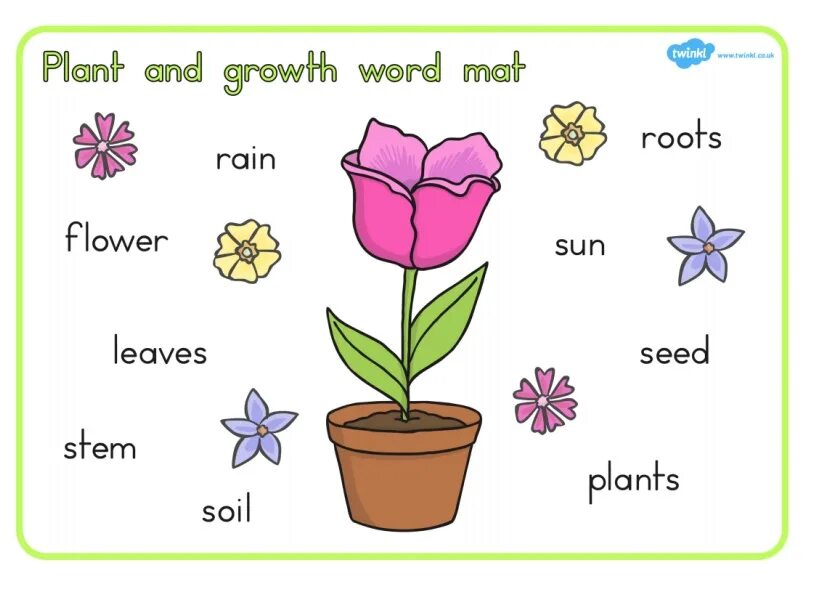 Plants english. Английские слова цветы. Летние цветы на английском. Plants in English for Kids. Цветы в Word.