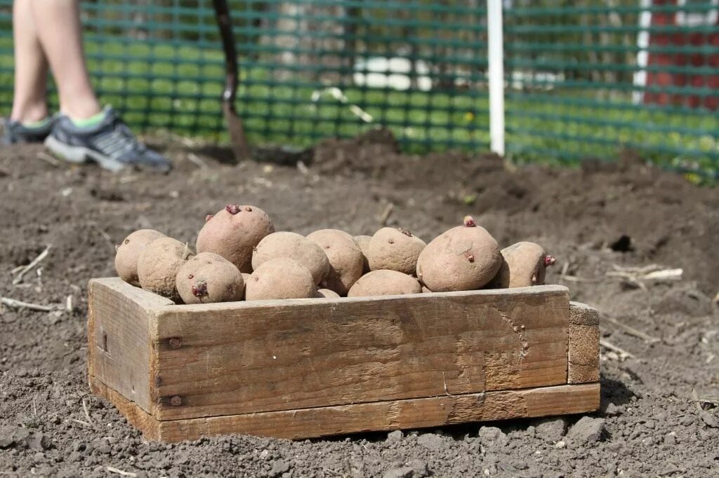 Посадка картошки в домашних условиях. Сорт картофеля Банба. Посадка картофеля. Посадка картошки. Садим картофель.