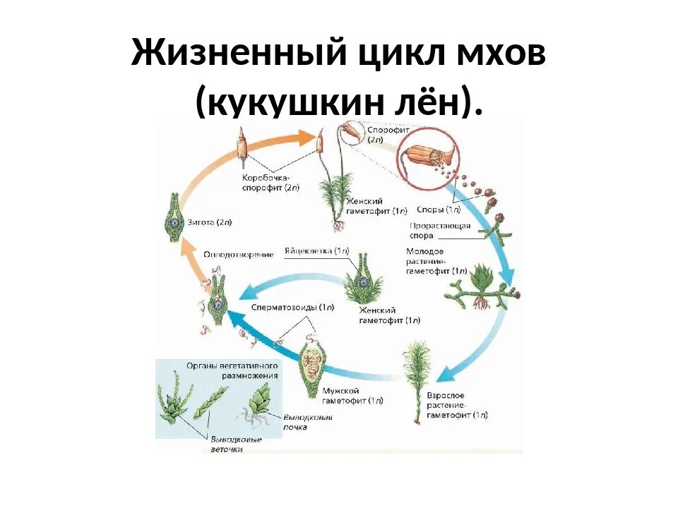 Жизненный цикл мха Кукушкин лен простая схема. Цикл развития Кукушкина льна схема. Кукушкин лен жизненный цикл схема. Жизненный цикл мха Кукушкин лен схема 7 класс.