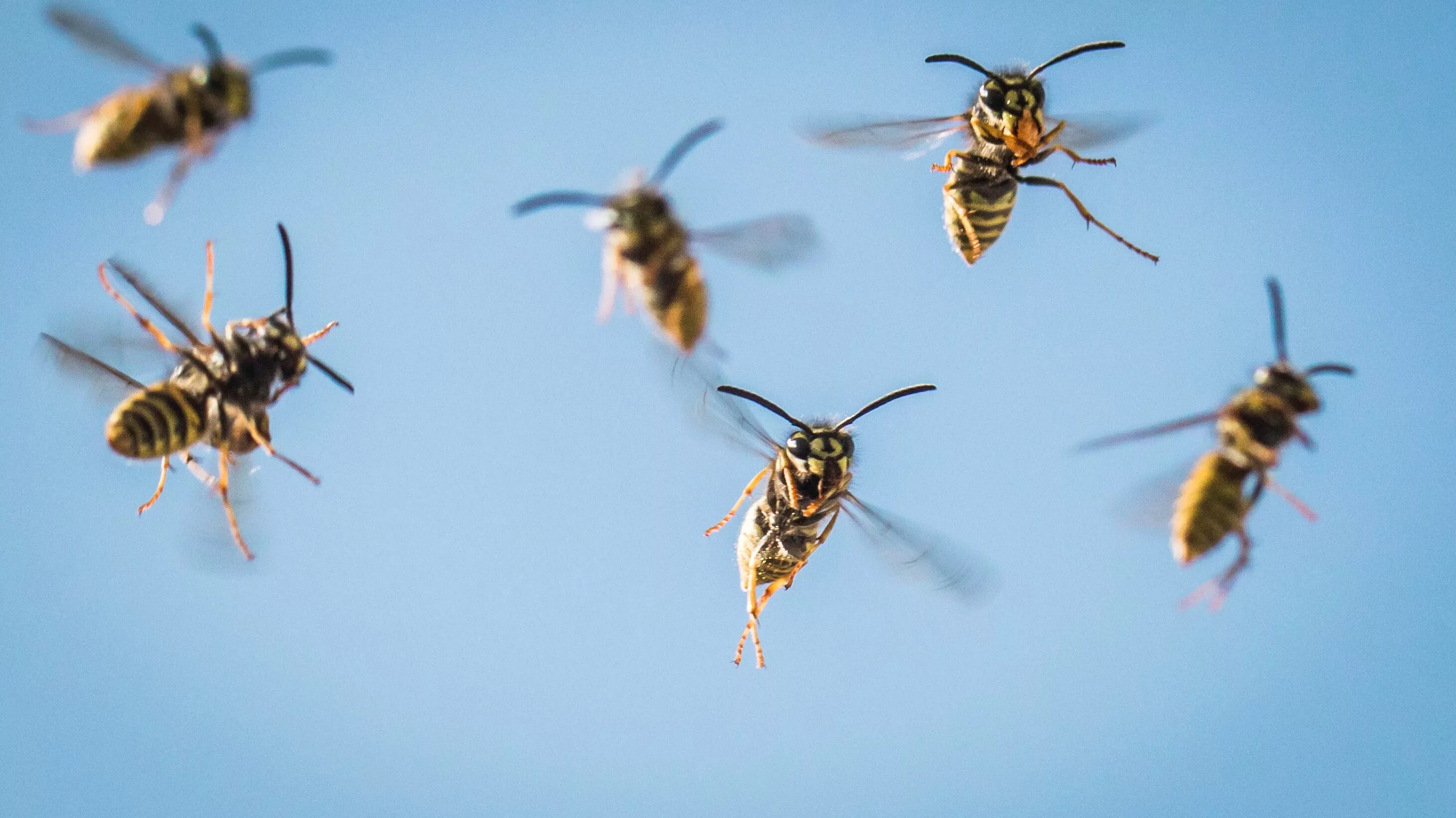 дозорщик император бабочка. летающие люди насекомые. летающие люди насекомые. муха на стекле. летающие люди насекомые.