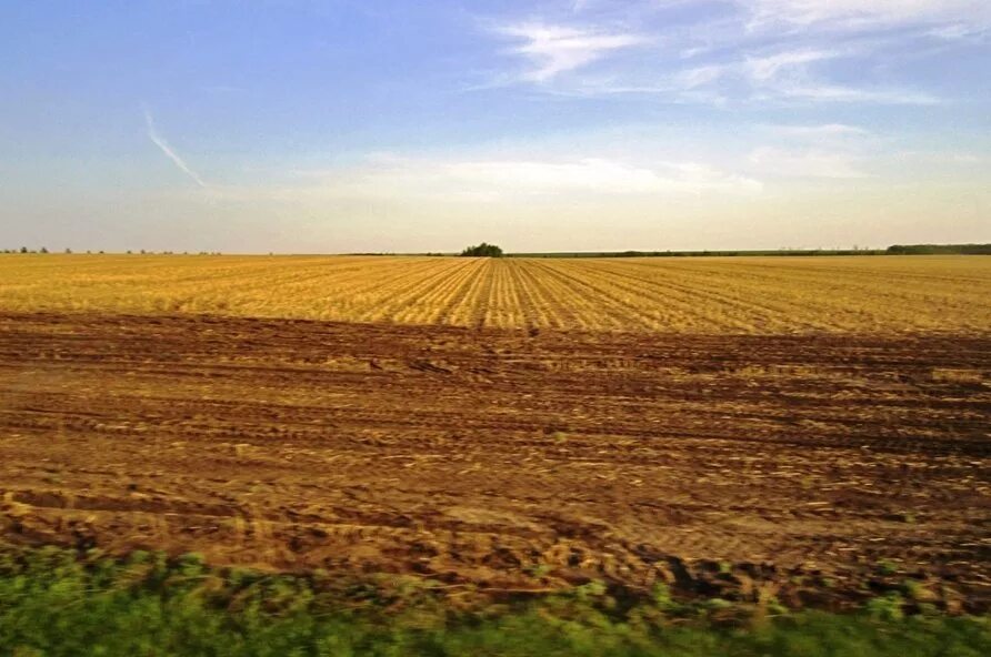 красивые поля в воронеже. поля в воронеже где. поле с пшеницей белгород. район схи воронеж. поля в воронеже где.