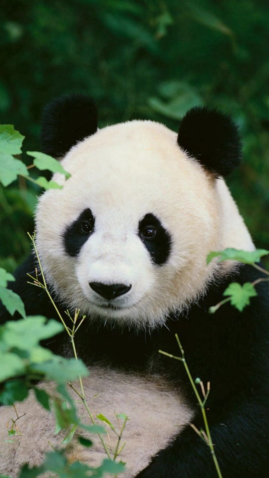 Телефоны pandas