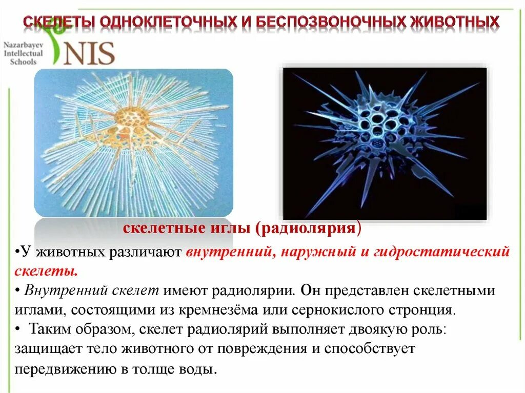 Внутреннее передвижение. Радиолярии передвижение. Наружный и внутренний скелет у беспозвоночных. Скелетные иглы радиолярии. Внутренний скелет радиолярии.