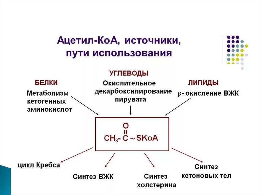 Биохимические процессы образования ацетил КОА. Схема путей метаболизма ацетил КОА. Ацетил кофермент а в энергетическом обмене. Ацетил коа пути