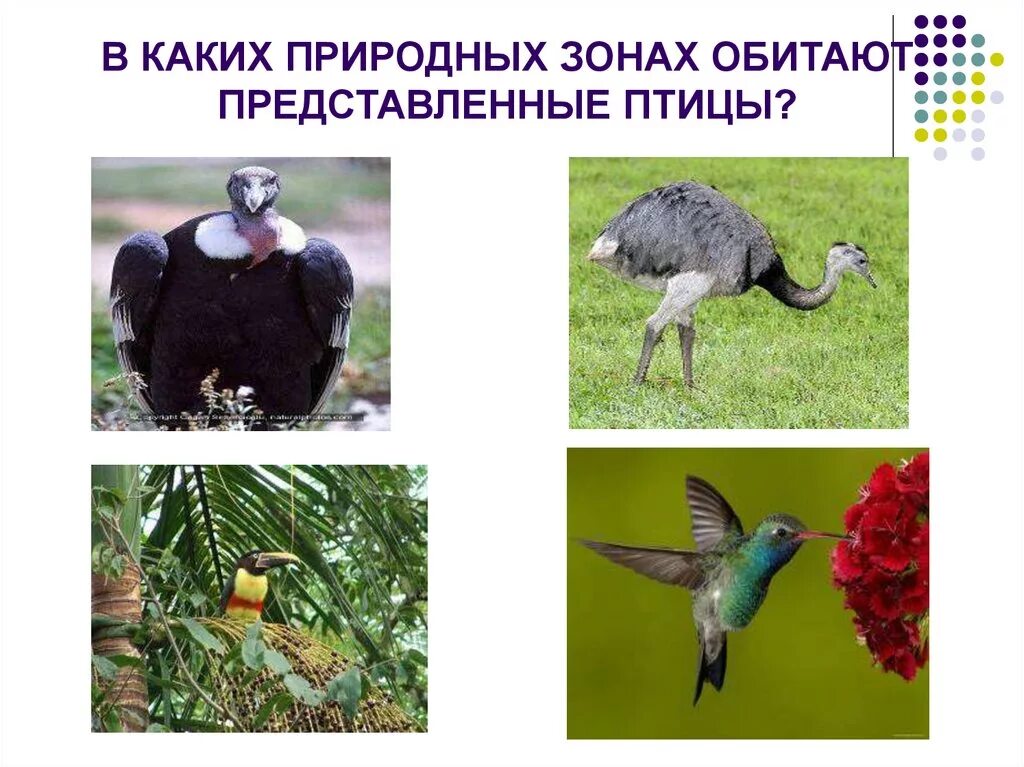 Адмирал в какой природной зоне обитает. Птицы природных зон России. Какие природные. Какие животные обитают в природных зонах. Какие птицы обитают в природных зонах России.