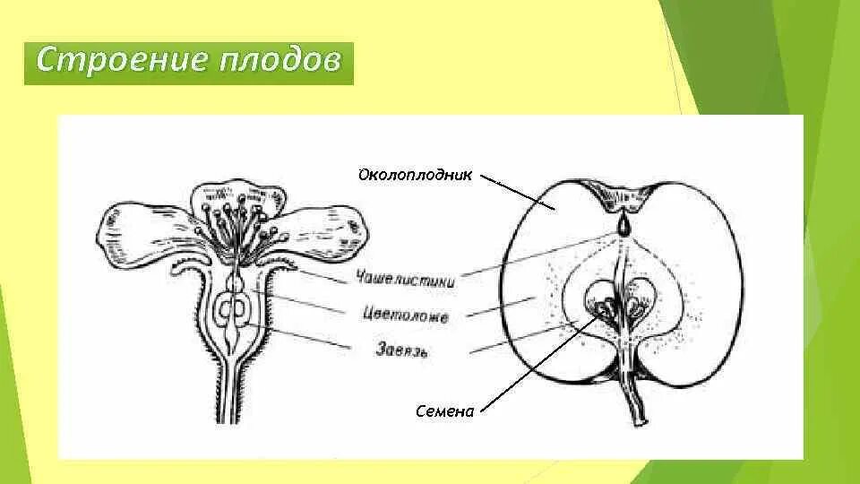 Строение цветка и плода яблони рисунок. Схема строения цветка и плода яблони. Плод яблони строение для биологии. Строение плода яблони рисунок. Формирование околоплодника