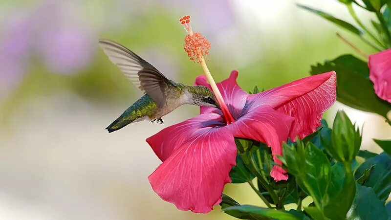 Колибри нектар. Опыление Колибри гибискус. Колибри Доминикана. Тропические цветы. Нектар цветка.