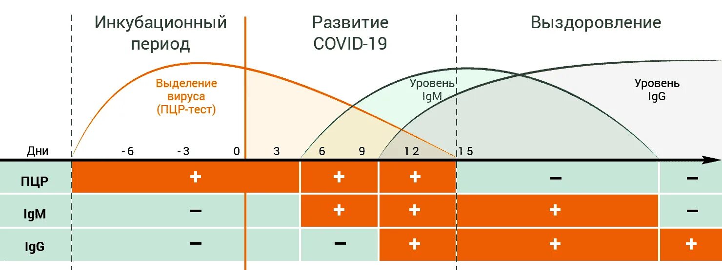 В течение двоих суток. Этапы ПЦР. Сколько времени делабтпцр тест. Стадии ПЦР-исследования.. Как делают ПЦР тест.