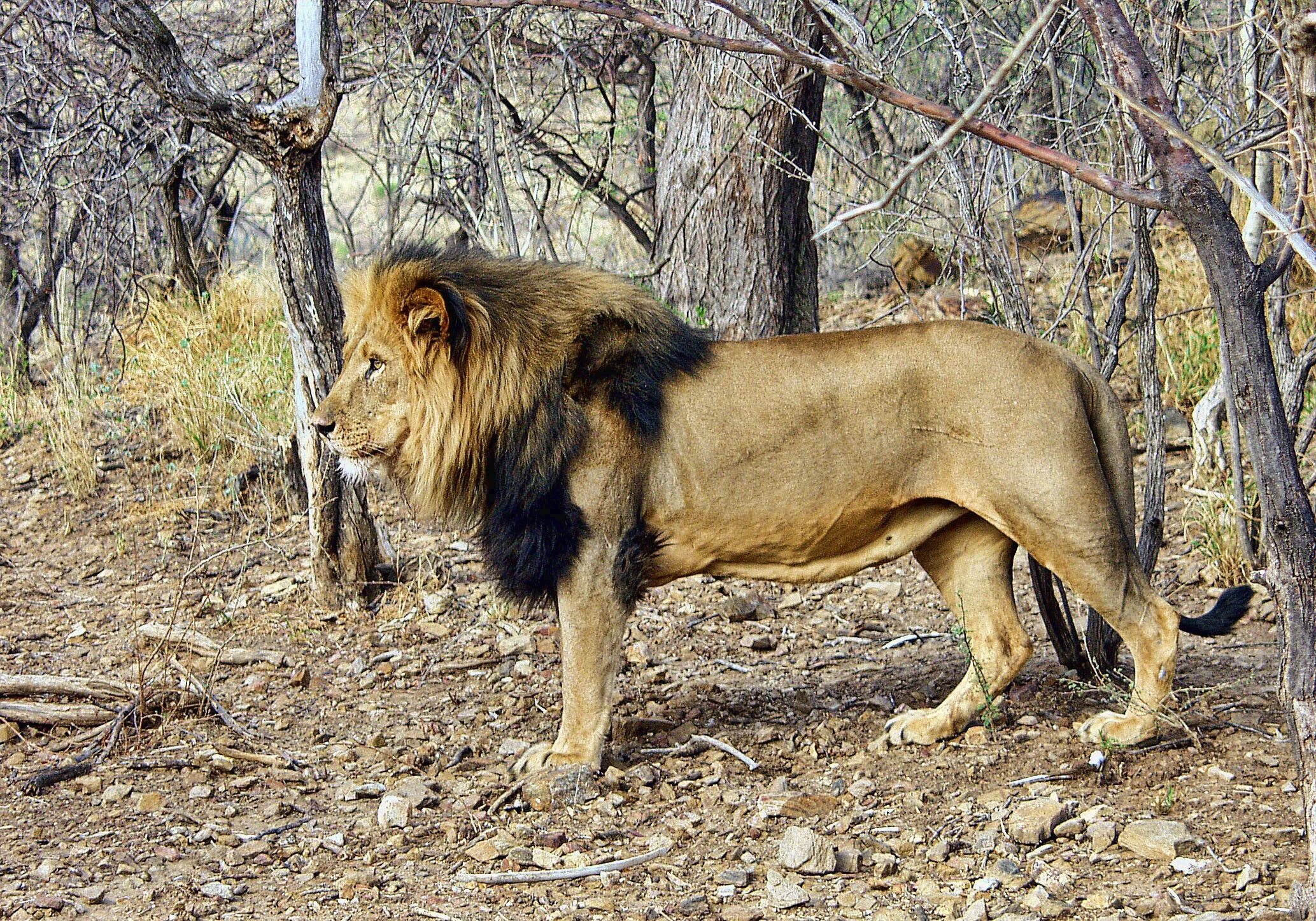 Сколько живут львы в дикой. Лев самец. Хвост Льва. Настоящий Лев. Интересные факты о львах.
