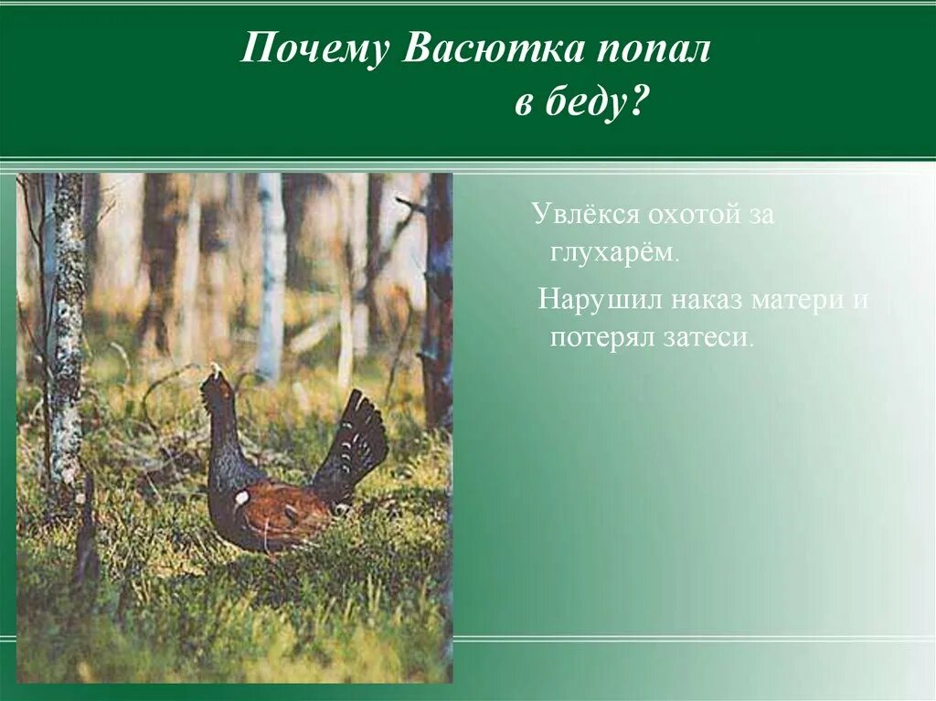 Глухарь из рассказа васюткино озеро. Глухарь Васюткино озеро. Васюткино озеро. Васютка охотиться на глухаря. Почему Васютка попал в беду.