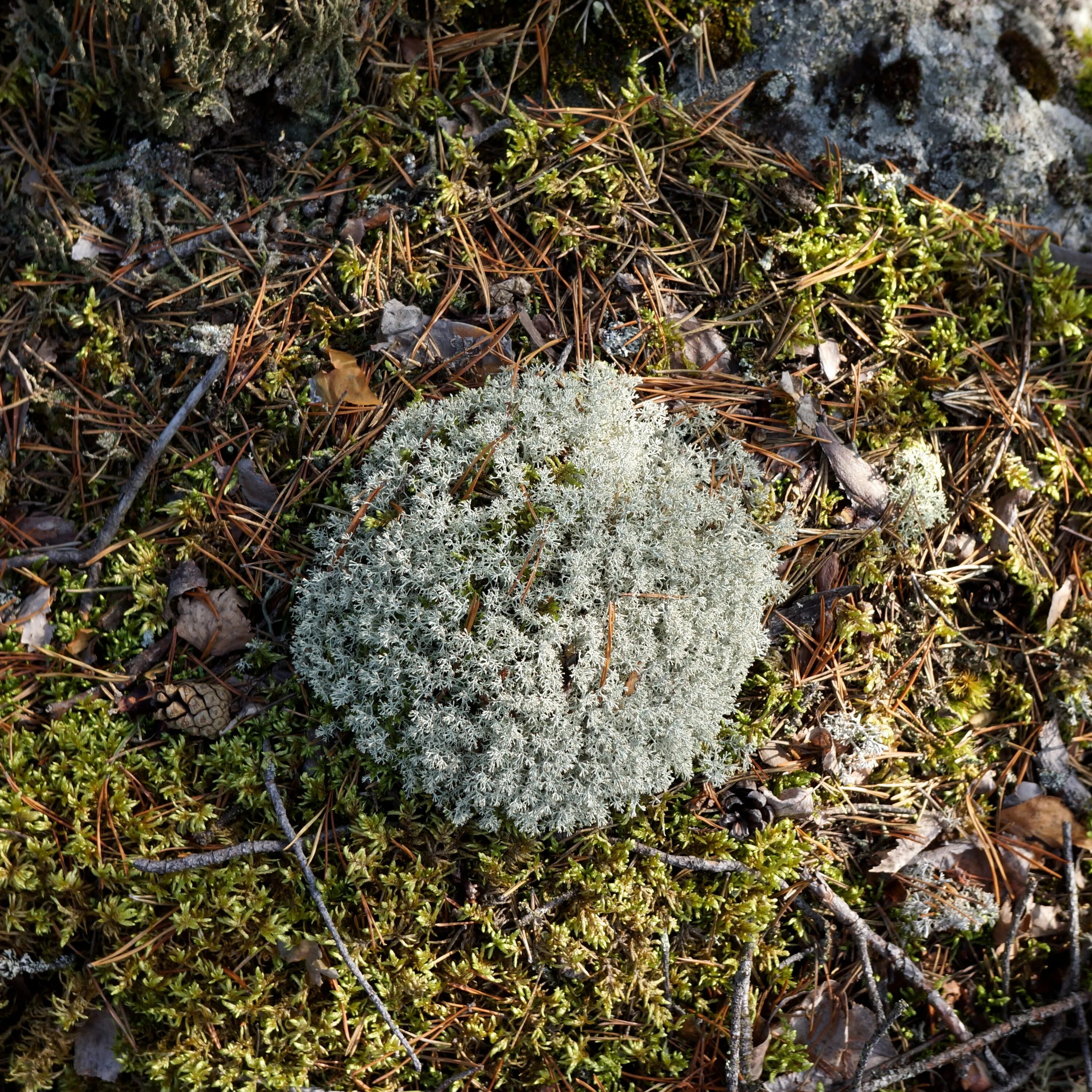 Лишайники степей. Кладония ягель. Лишайник ягель. Лишайник lichenes. Серый лишайник.
