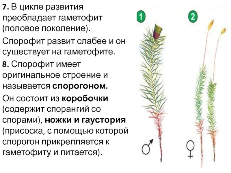 Спорофит какое поколение. Спорофит мха гаметофит мха. Спорофита над гаметофитом. Спорофит водорослей. Спорофит сфагнума.