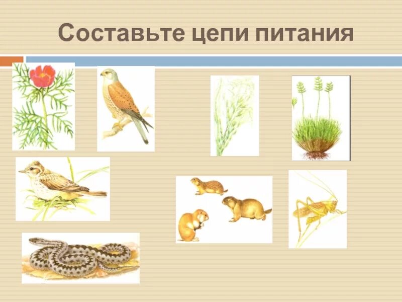 Цепь питания в степи рисунок. Цепь питания в степи 4 класс окружающий мир. цепь питания в зоне степей 4 класс окружающий мир. пищевая цепочка степи 4 класс окружающий мир. цепь питания в зоне степей 4 класс.