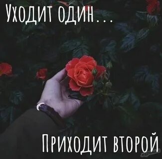 Не злобивый нрав