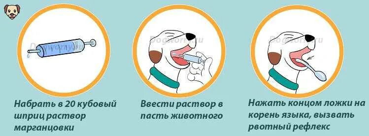 Таблетки вызывающие рвоту у собак. КПК вызвать рвоту у сбокм.