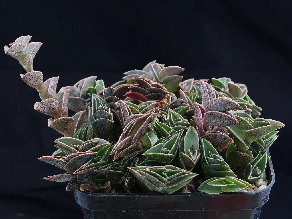 Традесканция ладьевидная (tradescantia navicularis). Традесканция навикулярис. Традесканция навикулярис. Традесканция навикулярис. Традесканция navicularis.