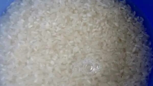 Рис после варки увеличивается. Круглозерный рис рассыпчатый. Рис круглозерный вареный. Соотношение воды и круглозерного риса. Варка риса круглозерного.