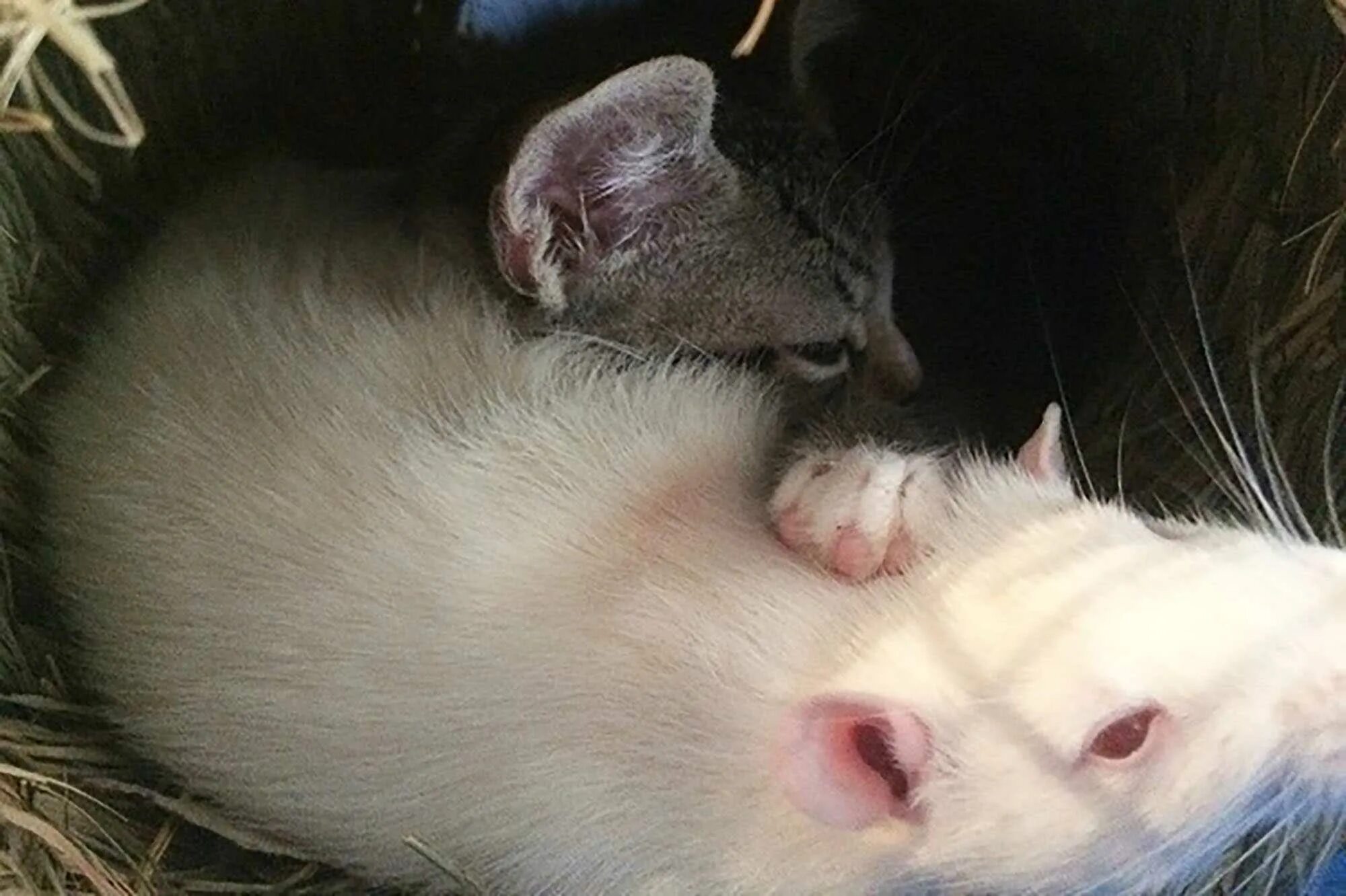 Кошка ловит крысу. Кошка поймала крысу. Крыса. Кот с мышкой в зубах. Кот поймал мышку.