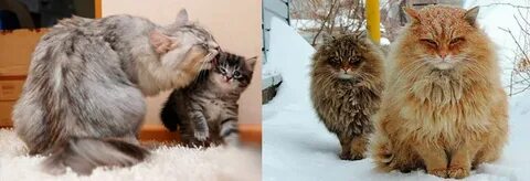 Кошки не вызывающие аллергию