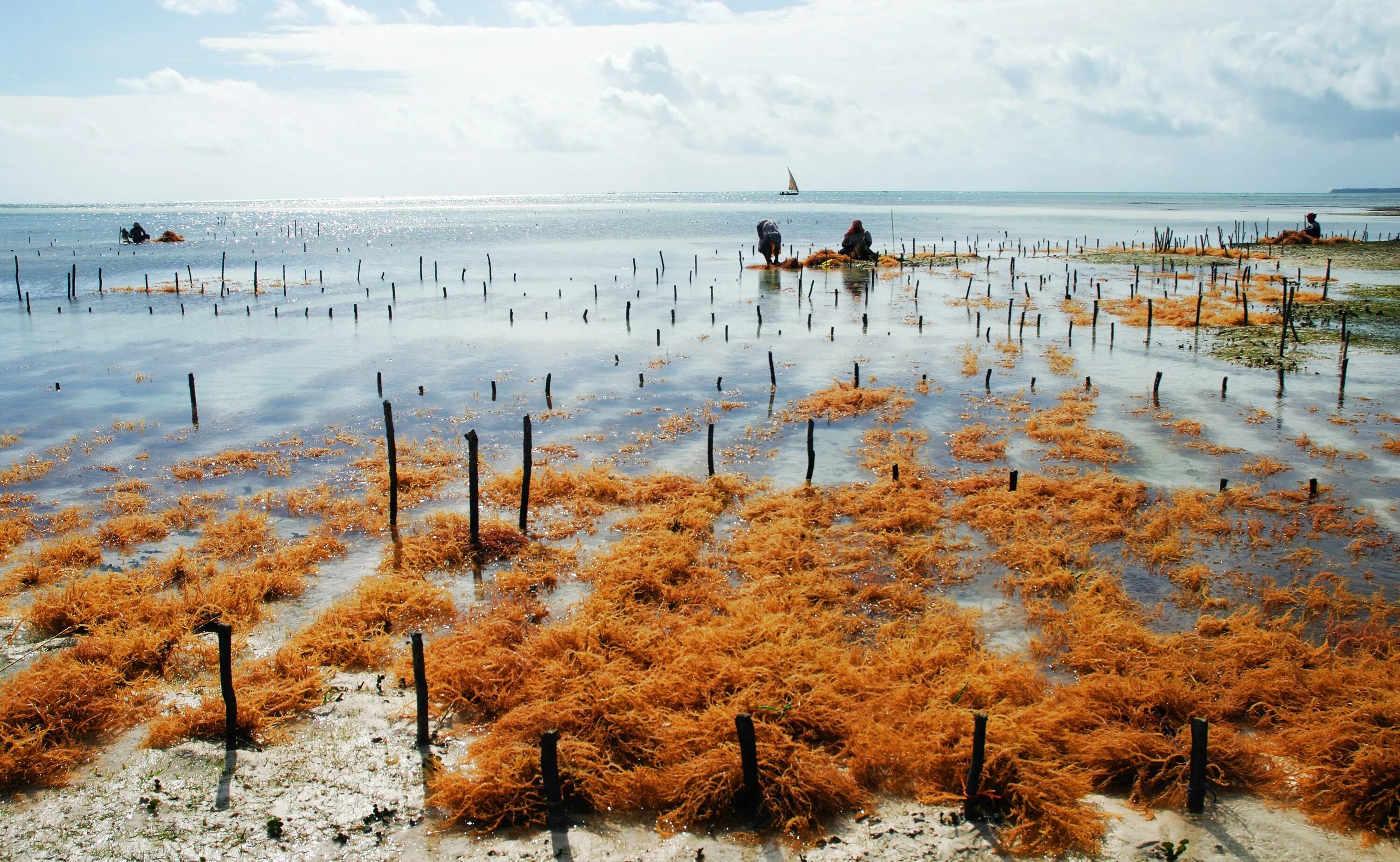 Культивирования водорослей