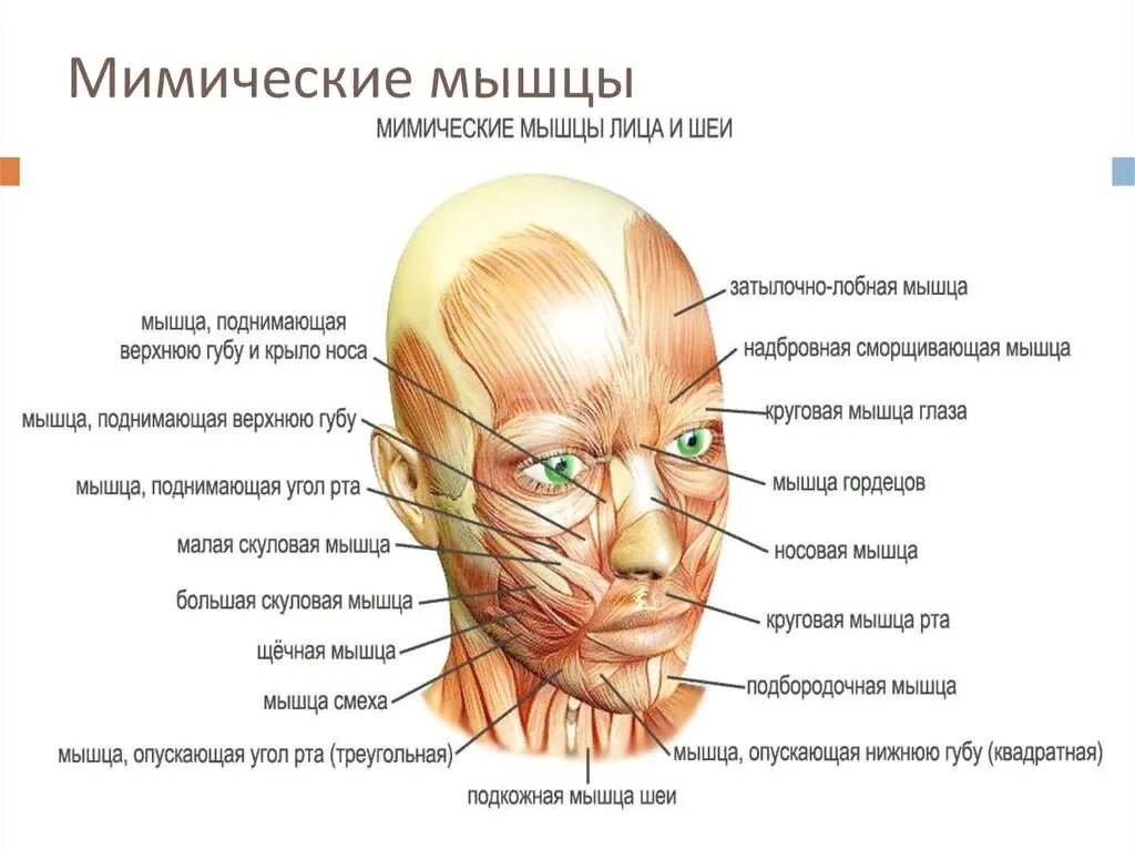 Поднимающая угол рта. Мышцы лица. Лицевые мышцы. Мышцы лица человека. Схема лицевых мышц.