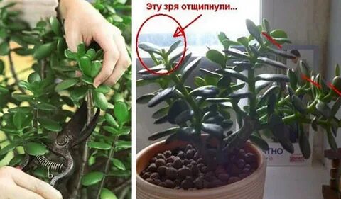 Как правильно обрезать денежное