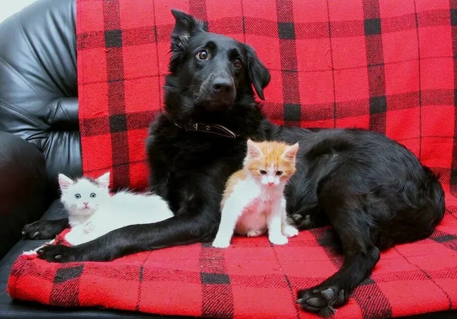 19 апреля день владельцев домашних животных. Кошки и собаки. Хозяева домашние животные кошки и собаки. Как выглядят домашние животные. Бездомные животные.