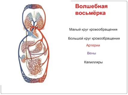 Капилляры большого круга