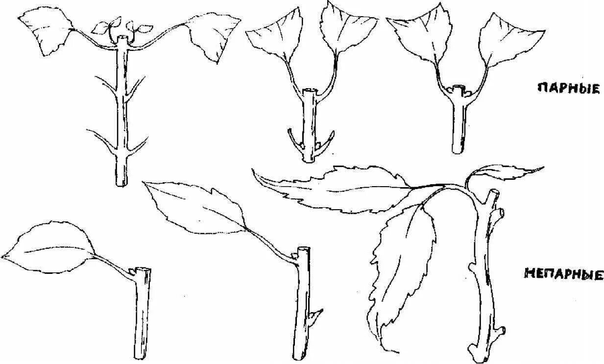 Зеленое черенкование схема. Черенок схема. Размножение жимолости зелеными черенками. Схема размножения зелёными черенками.