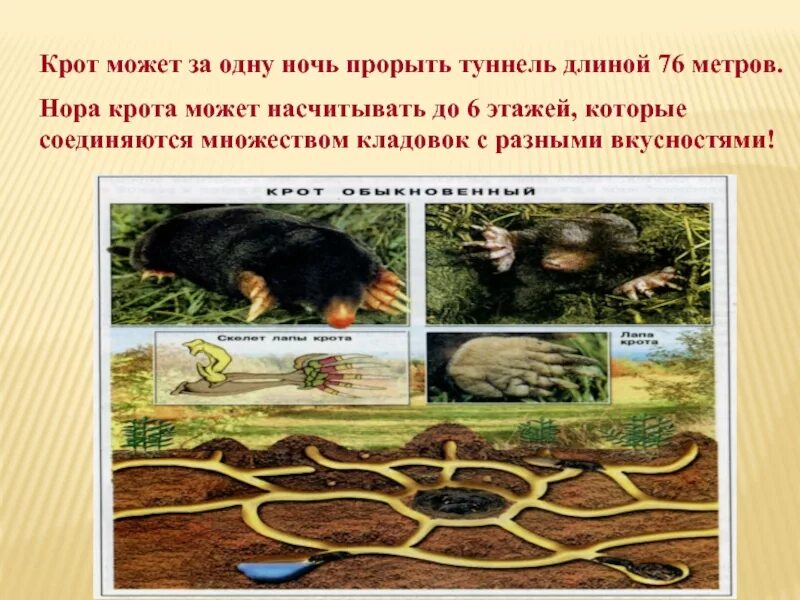 Лабиринт крота. Ходы крота. строение норы крота.