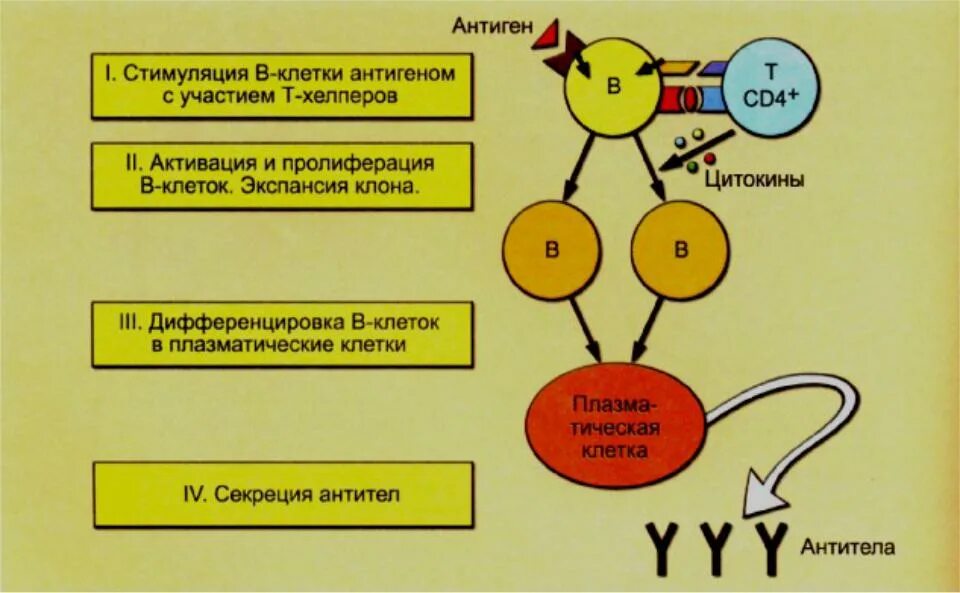 Развитие иммунного ответа