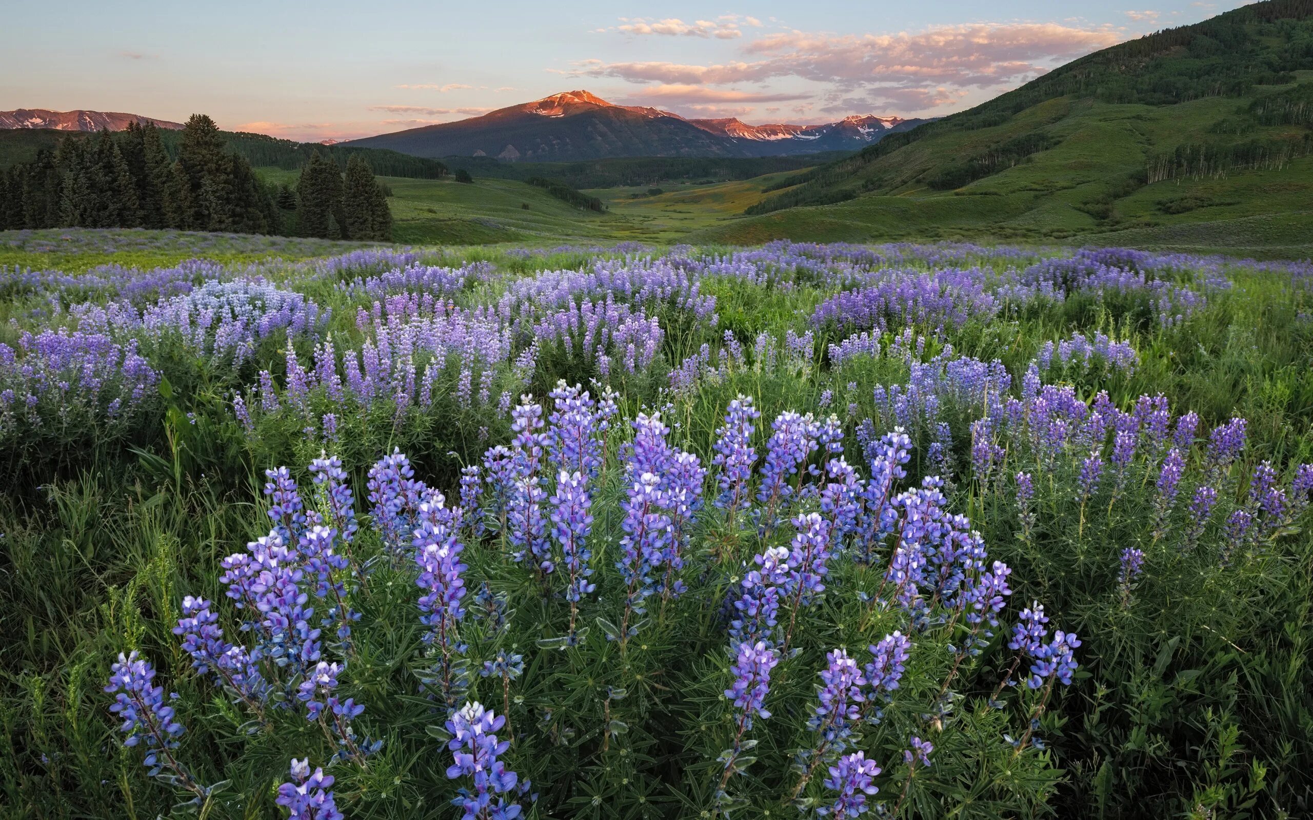 Высокогорный цветок эдельвейс. Цветы горы собербаш. Реликтовые маки на бештау. Горные цветы названия. Сосна крымская долина холмов.