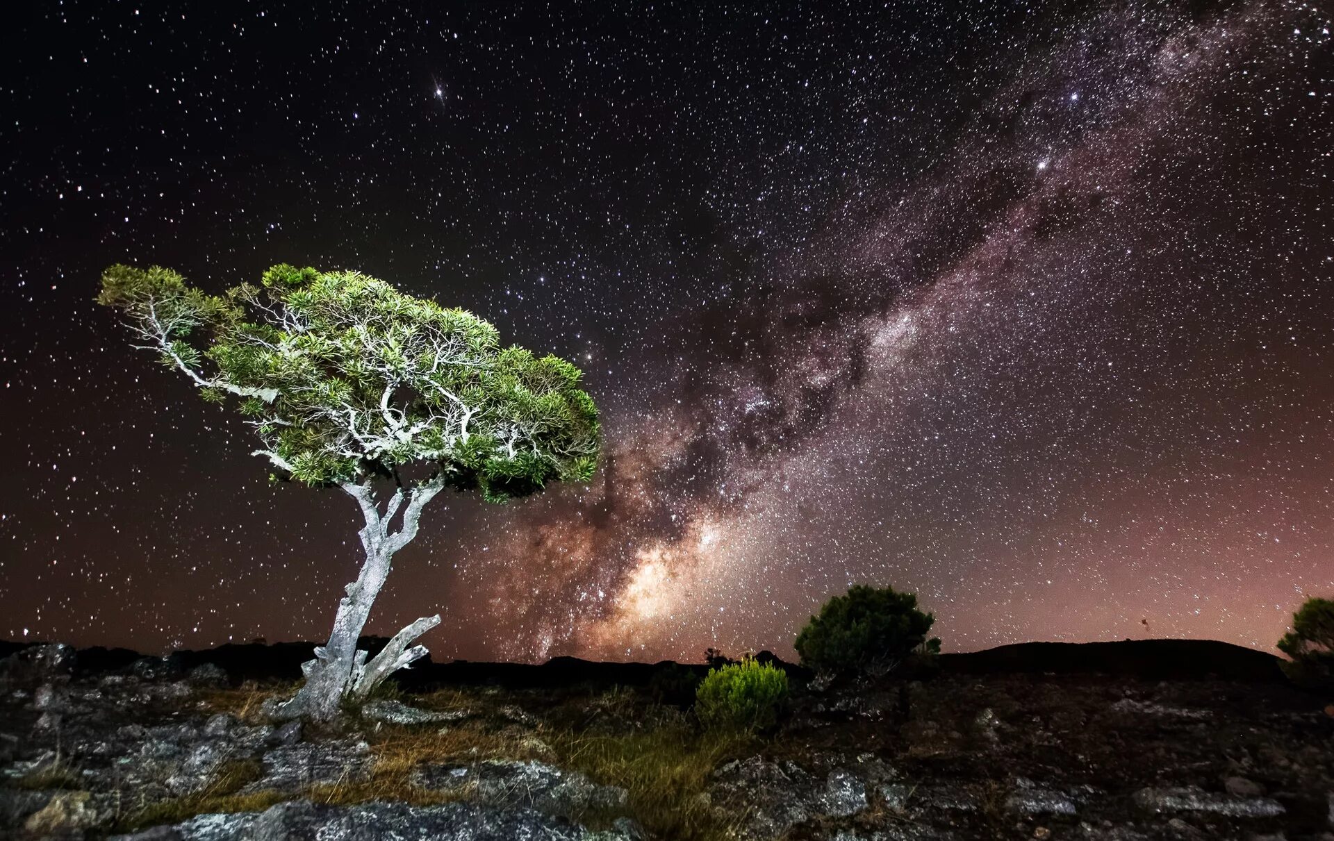 Сосна Milky way. Природа космос. Космическое дерево. Дерево в космосе.