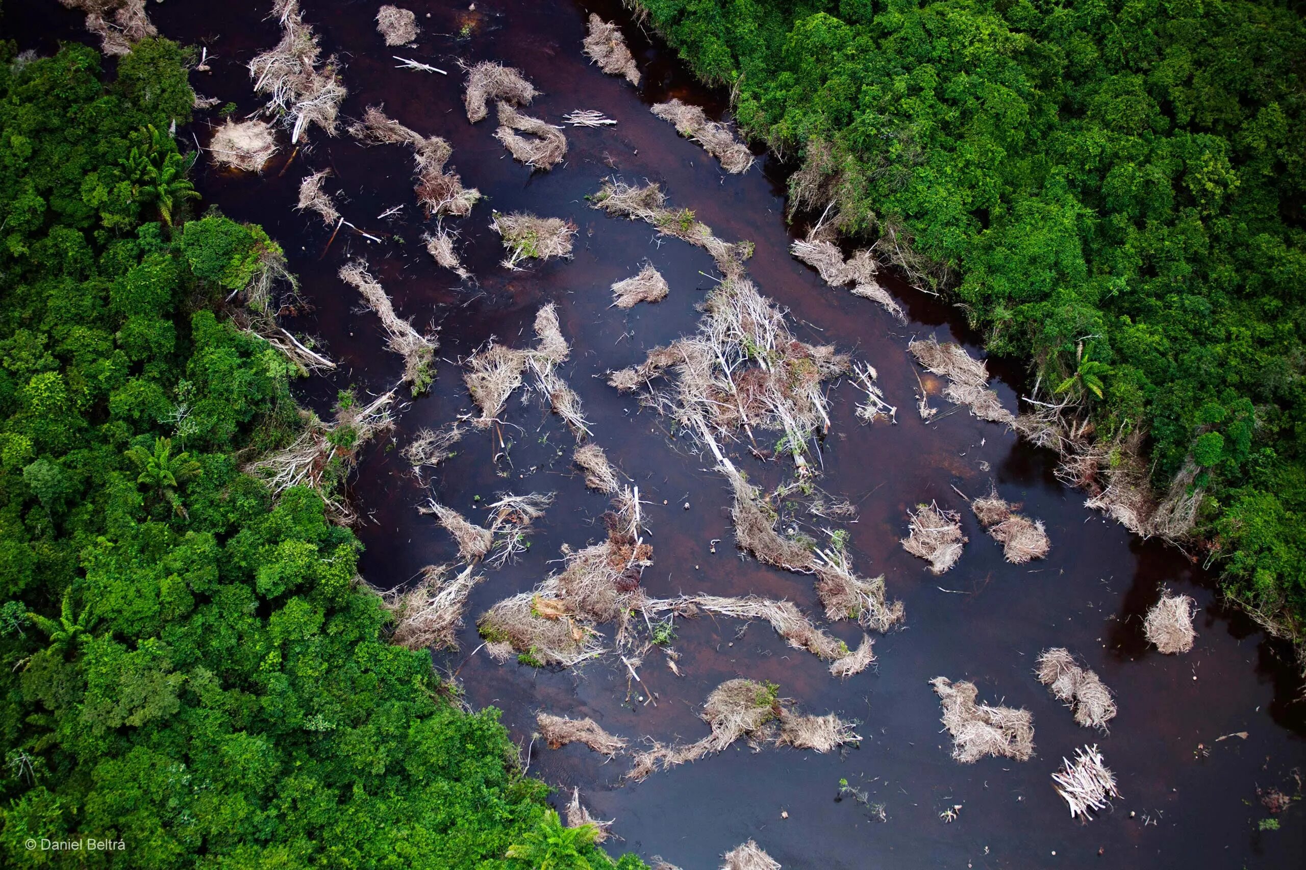 После долгих дождей. Шингу (река). Амазонка река грязная. Воды Амазонии. Загрязнение амазонки.