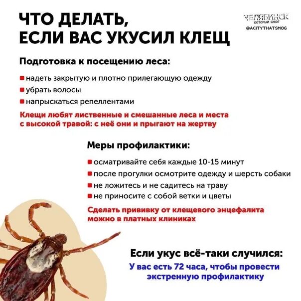 Что слелать если укусил клещ. Укусил клещ куда обращаться в спб. Какие клещи опасны для человека. Графики работы приема клещей. Куда обращаться приукусе кща.