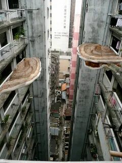Mushroom building