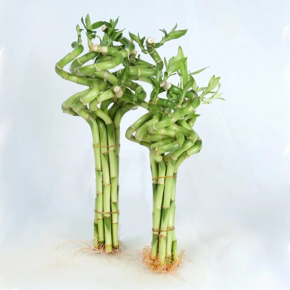 Бамбук лаки спираль. Драцена сандериана (dracaena sanderiana). драцена лаки бамбук. драцена сандериана срезка. икеа драцена бамбук.