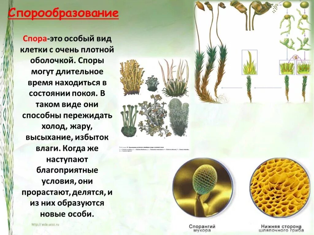 Размножение с помощью спор характерно для. Споры споровых растений. Спорообразование у растений. Размножение споровых растений. Спора это в биологии.