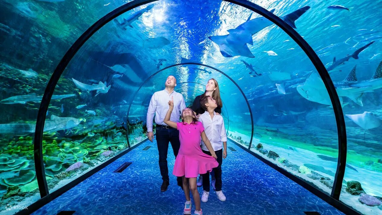 Seaworld абу даби отзывы. Seaworld абу даби отзывы