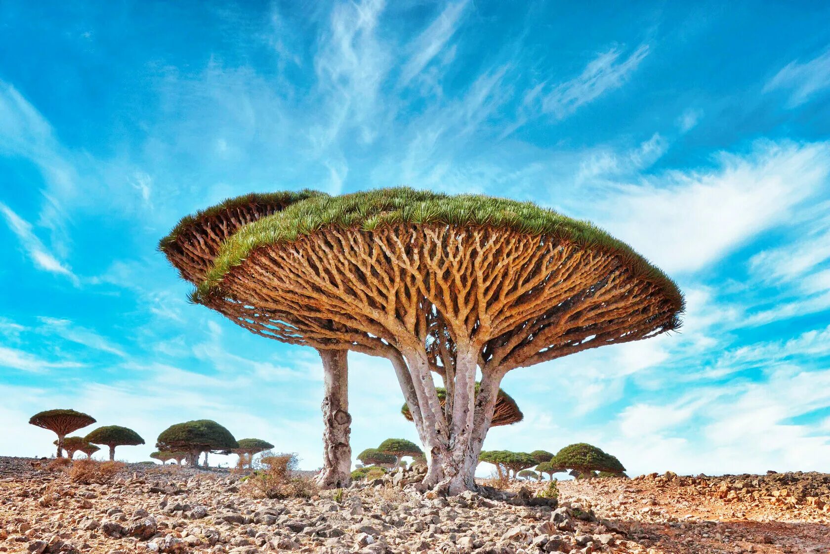 Драконово дерево где. Драконовое дерево Сокотра. Драконовые деревья на острове Сокотра. Архипелаг Сокотра Йемен. Деревья острова Сокотра Йемен.