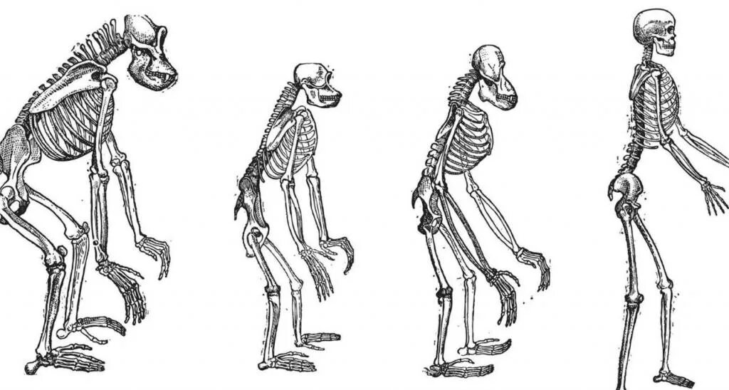 Скелет шимпанзе и человека. Скелет примата. Скелет человека и человекообразных обезьян. Позвоночник человека и обезьяны.