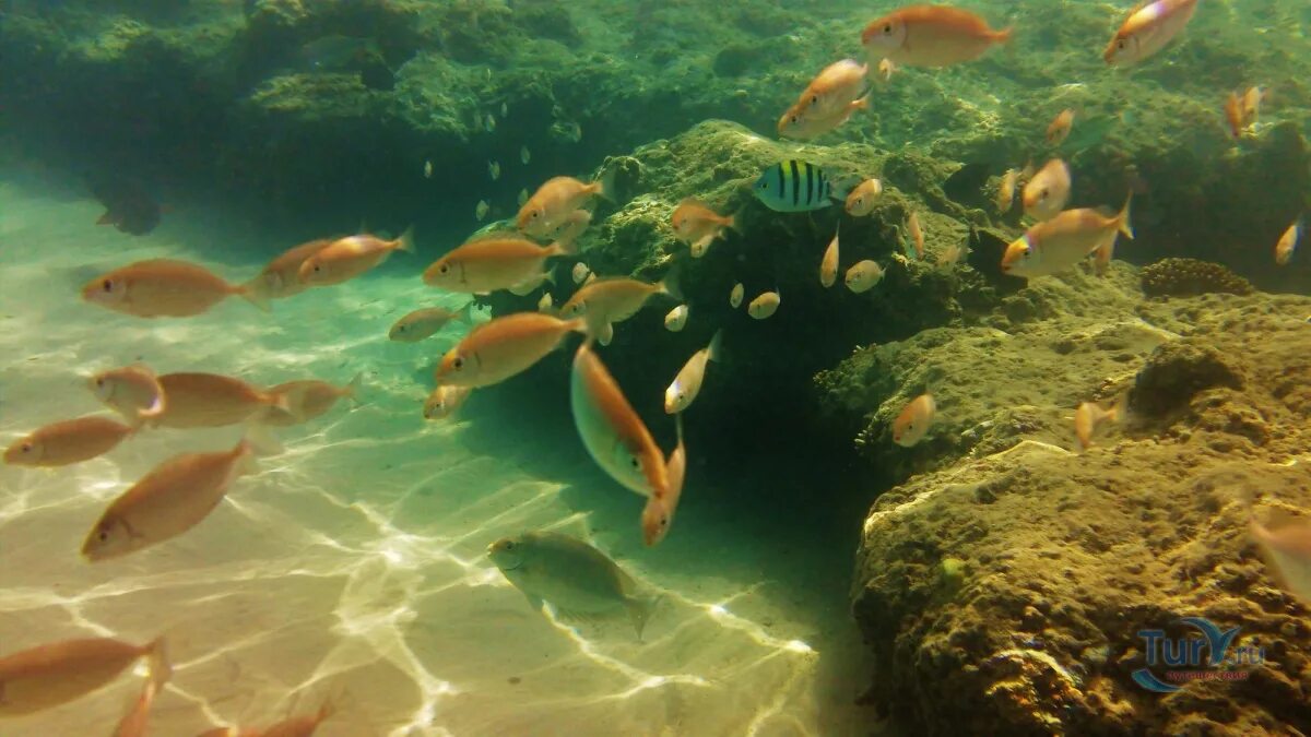 Виды кроссвордов. Какие слова на букву а. Самые красивые имена для девочек в мире русские. Анаграммы для детей. Красивые женские имена на букву д.