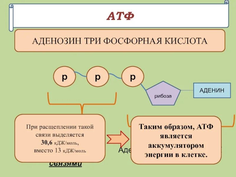 Аденин рибоза три. АТФ. Строение АТФ. АТФ аденозин. Строение РНК И АТФ.