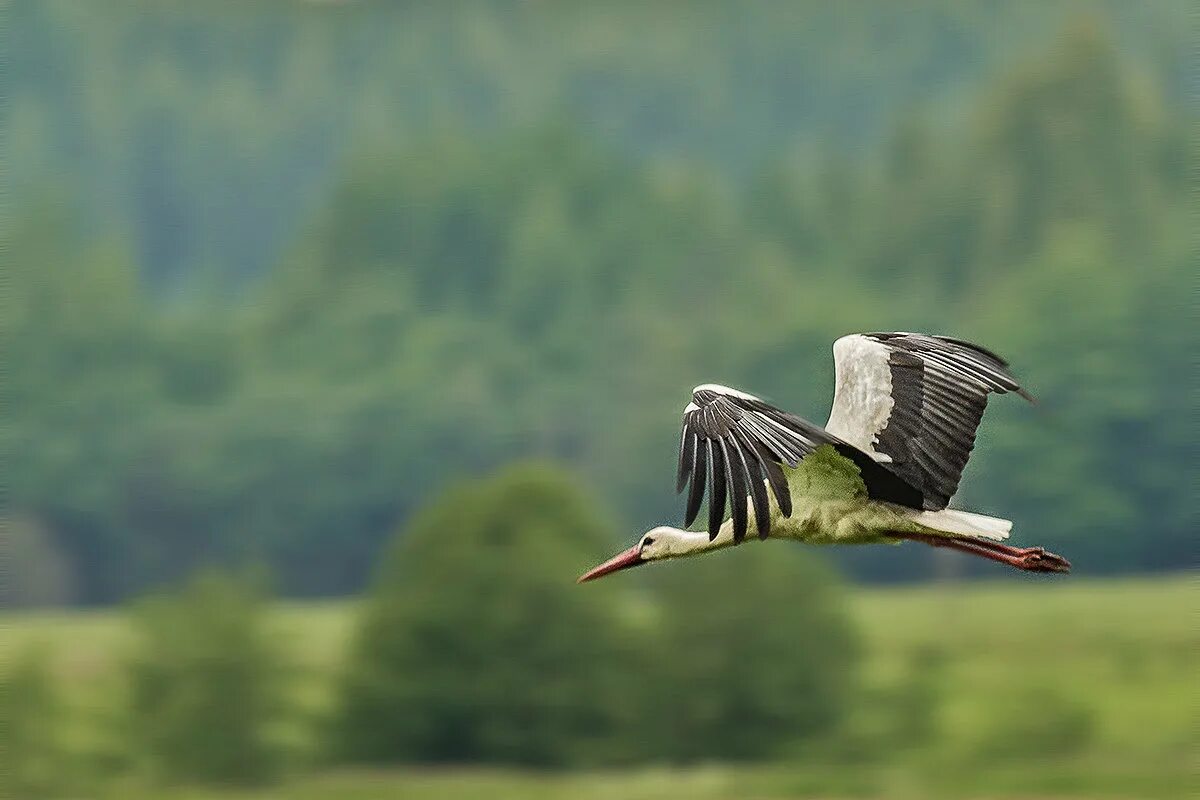 белый аист летит над. белоруссия белый аист. аист в полете. белый аист. белый аист над беларусью.